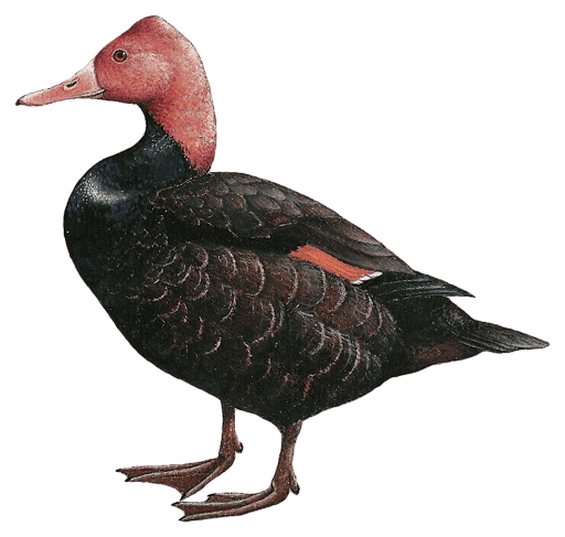 Pink-headed Duck