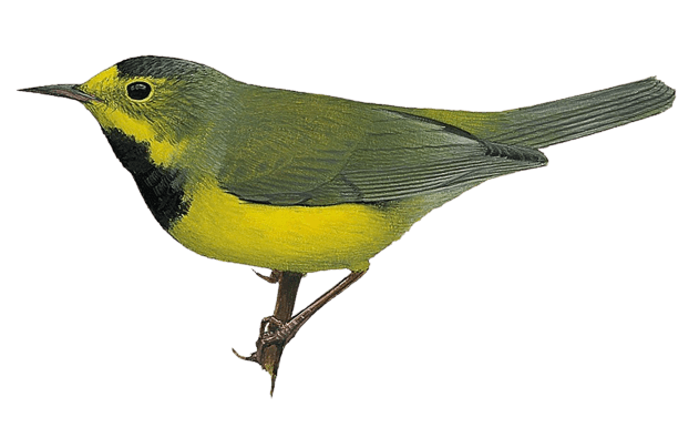 Bachman's Warbler