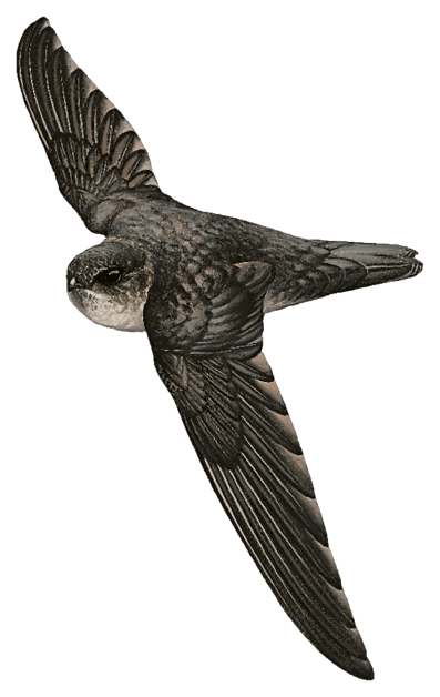 Bare-legged Swiftlet