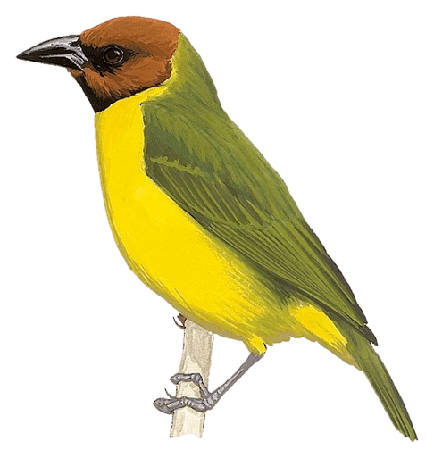Bates's Weaver