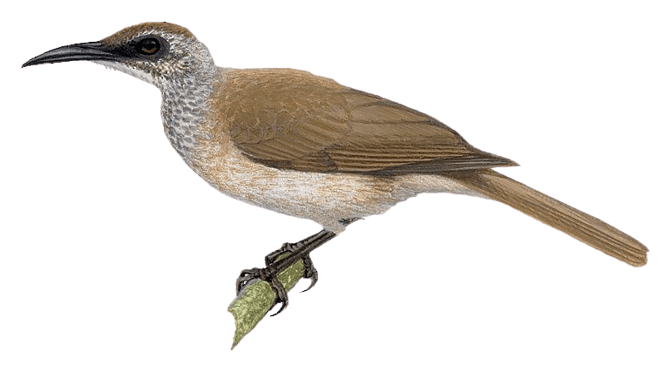 Brass's Friarbird