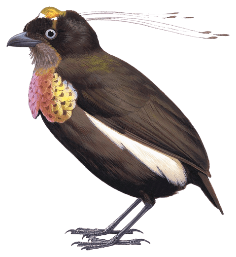 Bronze Parotia