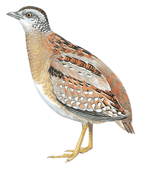 Buff-breasted Buttonquail