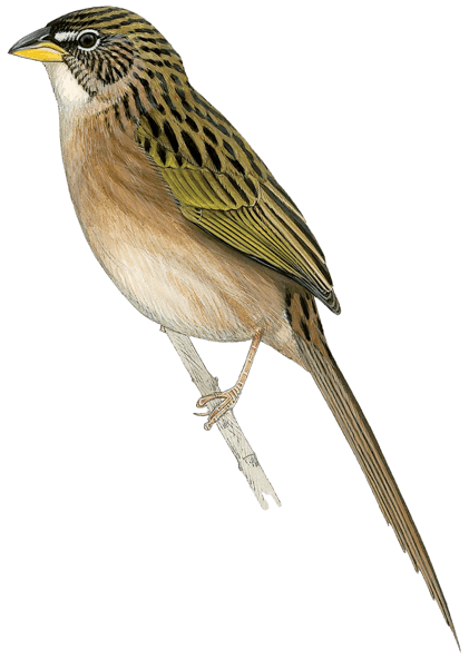 Duida Grass-Finch