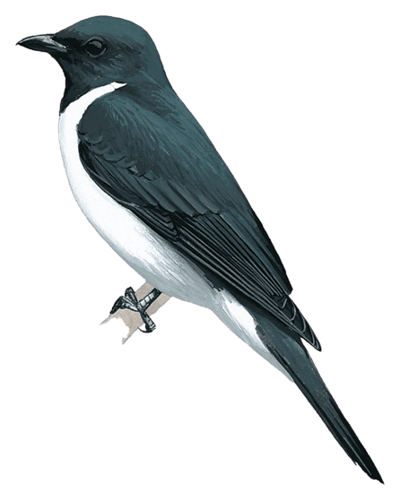 Grauer's Cuckooshrike