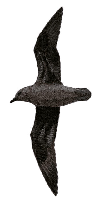 Jamaican Petrel