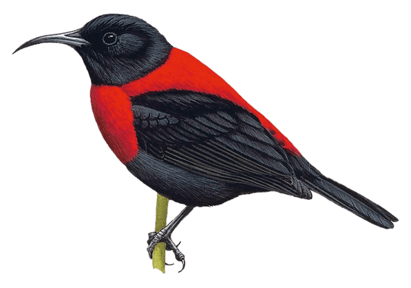 Long-billed Myzomela