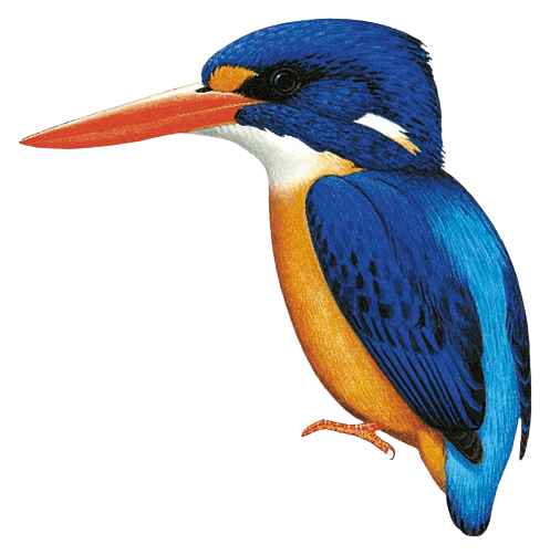 Manus Dwarf-Kingfisher