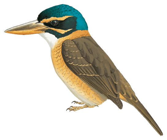 Scaly-breasted Kingfisher (Plain-backed)