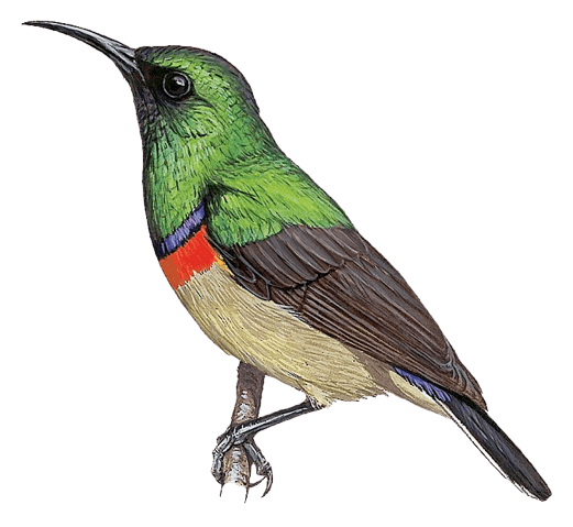 Prigogine's Sunbird