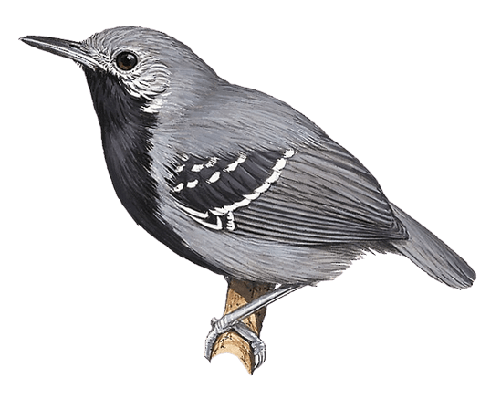 Rio de Janeiro Antwren