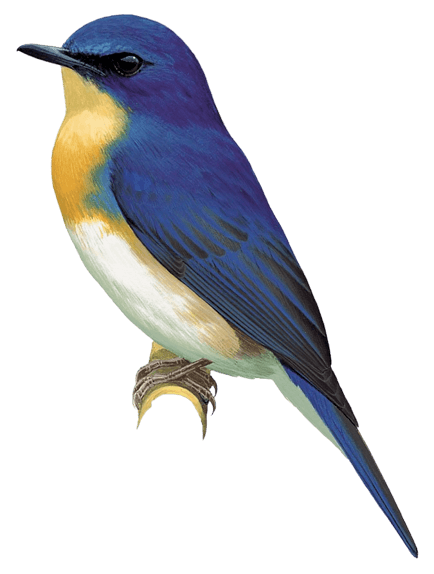 Rufous-breasted Blue Flycatcher