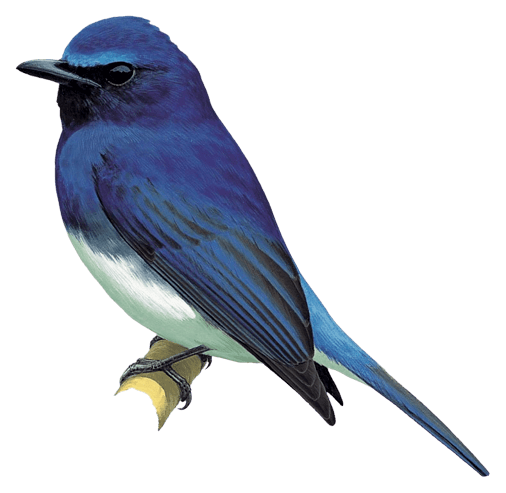 Rück's Blue Flycatcher