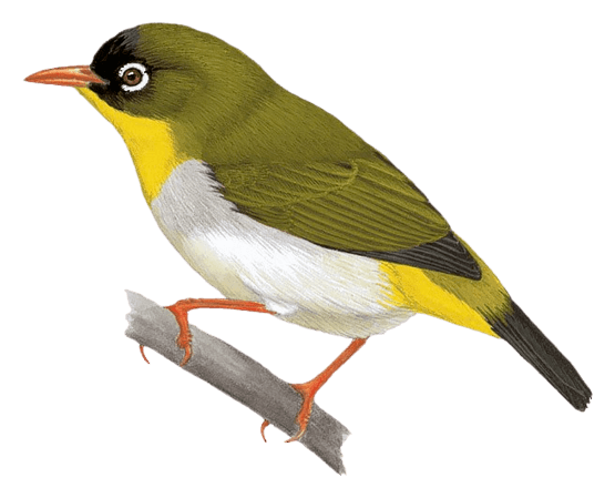 Sangihe White-eye