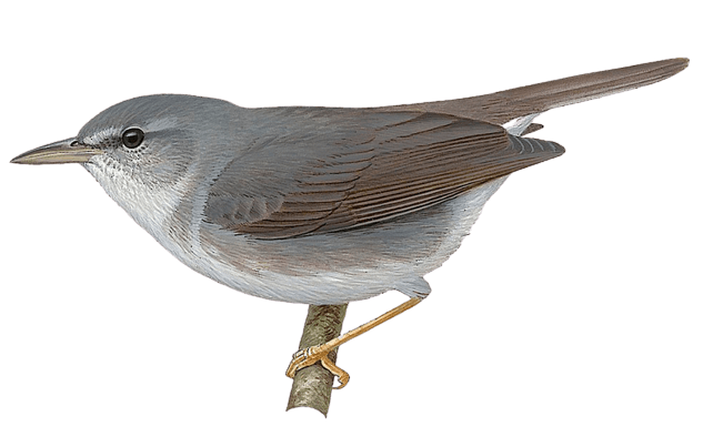 Semper's Warbler
