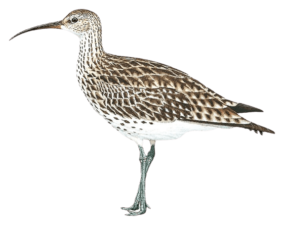 Slender-billed Curlew