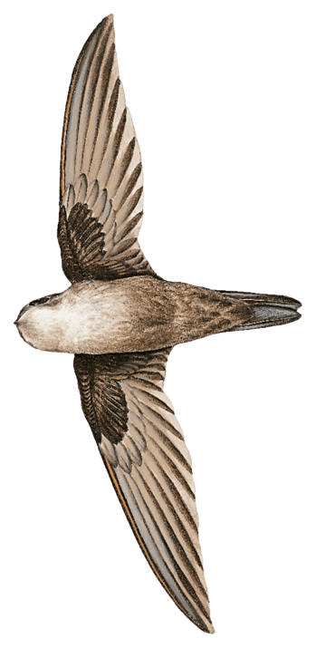 Three-toed Swiftlet