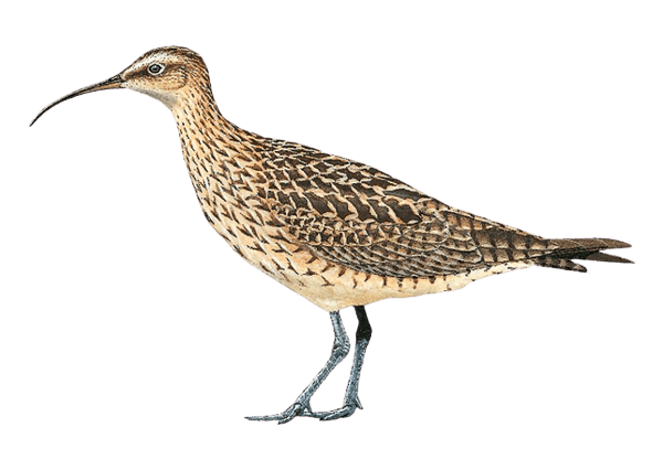 Eskimo Curlew