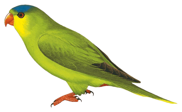 New Caledonian Lorikeet