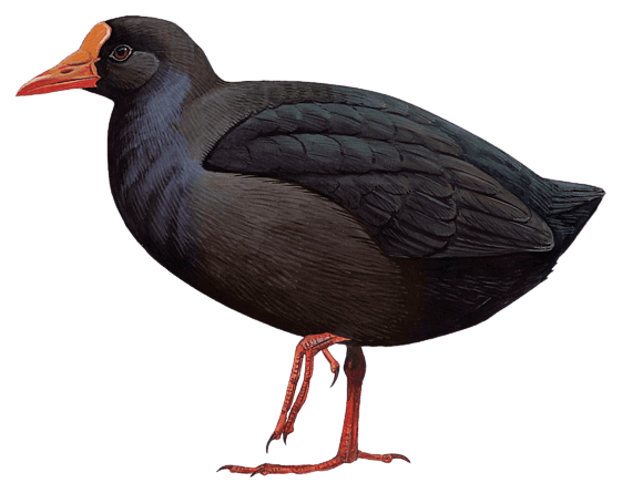 Samoan Moorhen