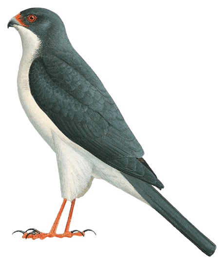 Slaty-mantled Goshawk